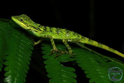 Pseudocalotes tympanistriga - Faux suceur de sang indonésien