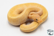 Python royal - Python regius Banana Pinstripe