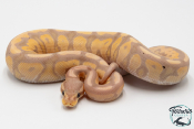 Python royal - Python regius Banana Cinnamon