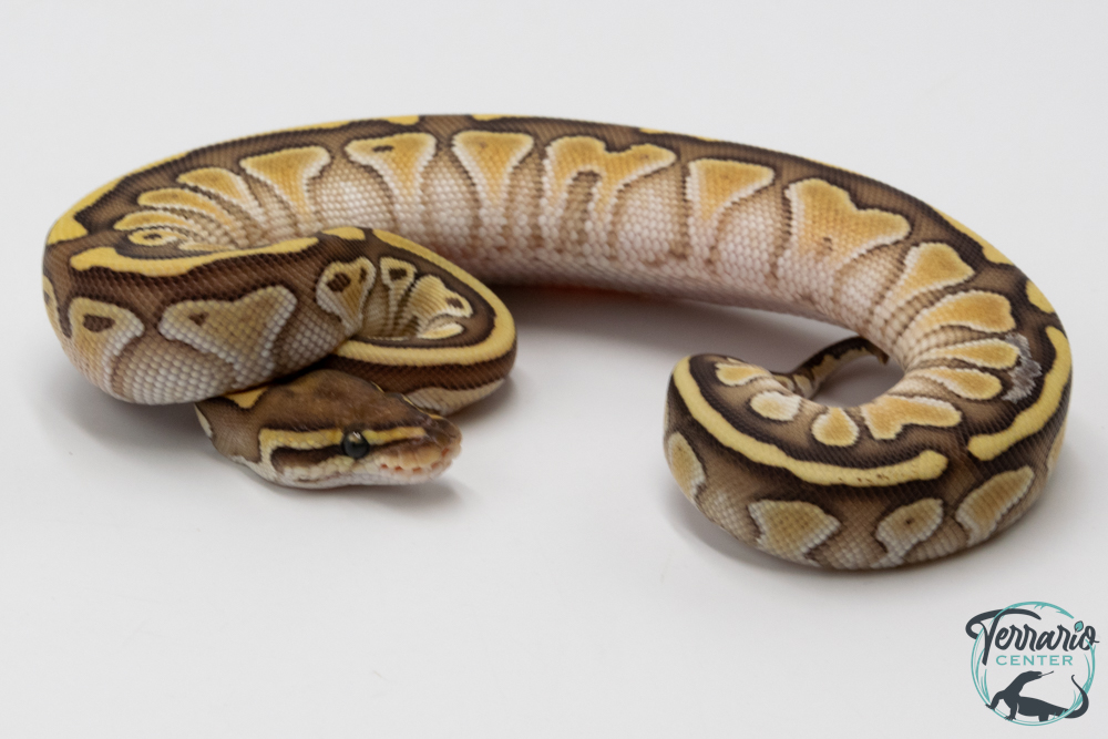 Python royal - Python regius Butter Enchi