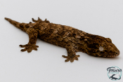 Rhacodactylus leachianus - Gecko géant de Nouvelle-Calédonie "Henkeli"