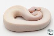 Python royal - Python regius Ivory Super Pastel