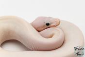 Python royal - Python regius Ivory Super Pastel