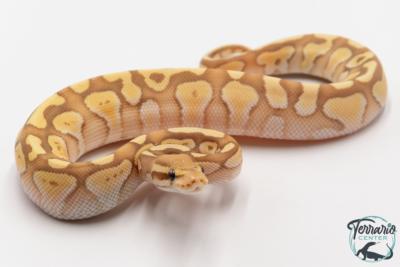 Python royal - Python regius Banana Butter