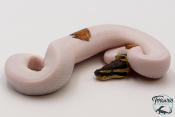 Python royal - Python regius Piebald Sugar