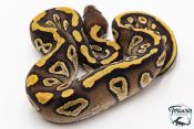 Python royal - Python regius Phantom
