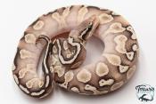 Python royal - Python regius GHI Butter Special