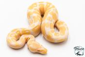 Python royal - Python regius Albinos