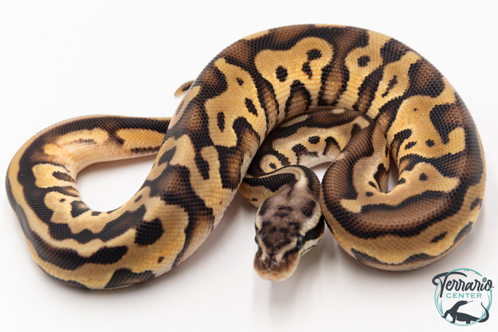 Python royal - Python regius Leopard Pastel
