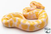 Python royal - Python regius Albinos