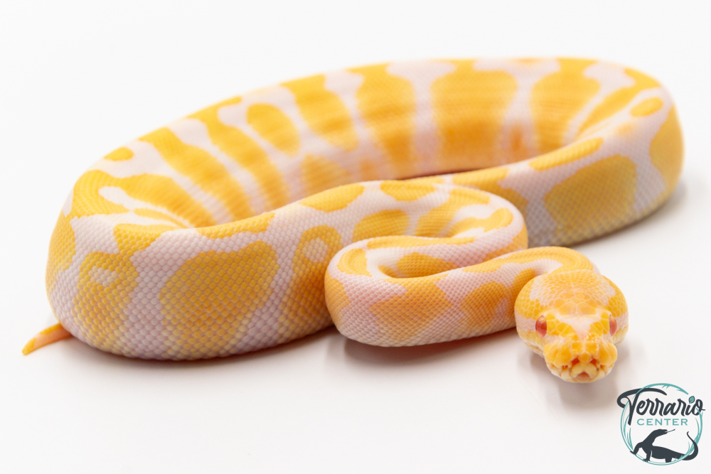 Python royal - Python regius Albinos