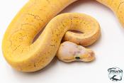 Python royal - Python regius Super Blast Yellow Belly