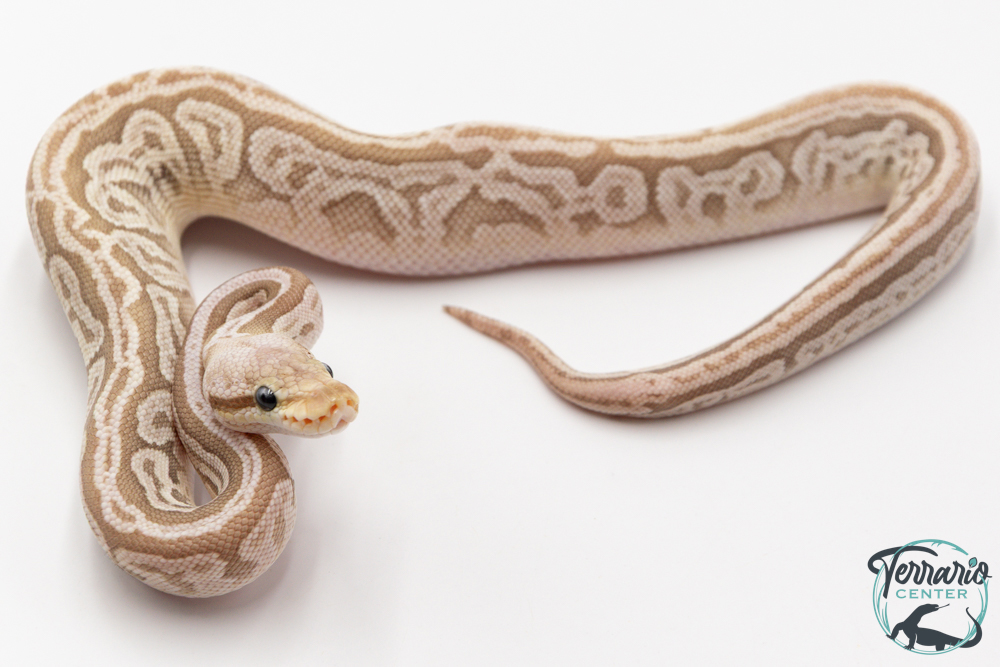 Python royal - Python regius Bamboo Enchi Pewter