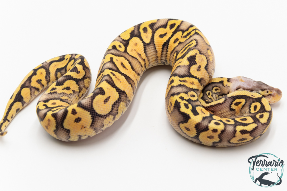 Python royal - Python regius Super Pastel Yellow Belly