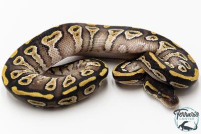 Python royal - Python regius Phantom