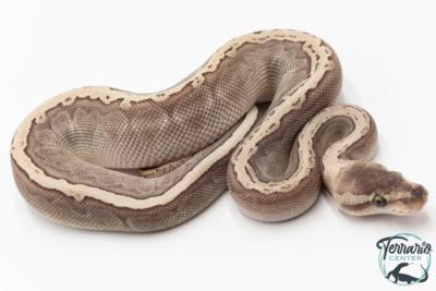 Python royal - Python regius GHI Butter Special Pinstripe