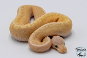 Python royal - Python regius Banana Lemon Blast GHI