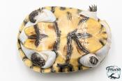 Pelomedusa subrufa – Péloméduse roussâtre - 05