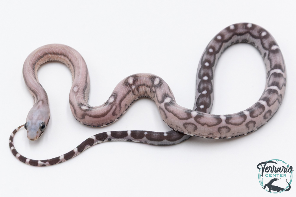 Serpent des blés - Pantherophis guttatus Scaleless Anery