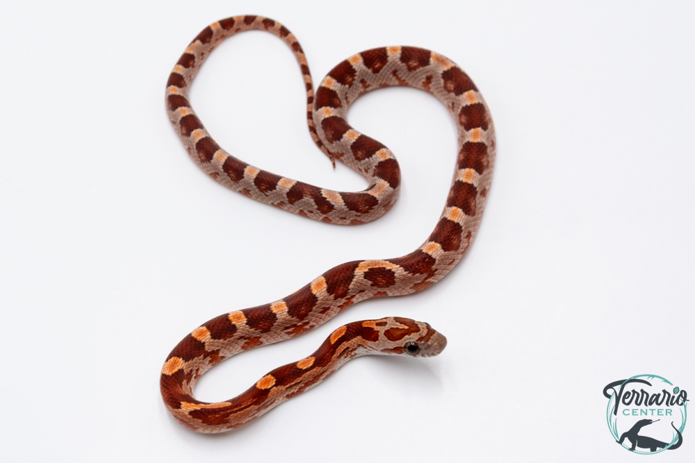Serpent des blés - Pantherophis guttatus Classique Het Palmetto