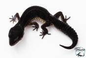 Gecko Léopard - Eublepharis Macularius - Black Night - Femelle &#9792; F1