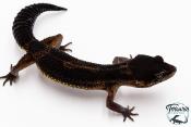 Gecko Léopard - Eublepharis Macularius - Black Night - Femelle &#9792; F3