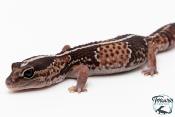 Hemitheconyx caudicinctus - Gecko à queue grasse - Femelle &#9792; A7
