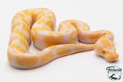 Python royal - Python regius Albinos