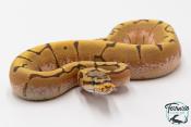 Python royal - Python regius Stinger Bee Hypo