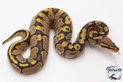 Python royal - Python regius Hypo