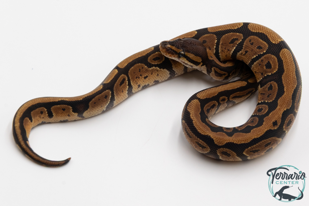 Python royal - Python regius Specter