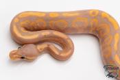 Python royal - Python regius Banana Black Pastel Yellow Belly
