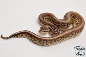 Python Royal - Python regius Pewter