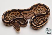 Python royal - Python regius Cinnamon