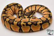 Python royal - Python regius Pastel
