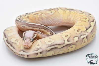 Python royal - Python regius Super Pastel Fire (SuperFLy)