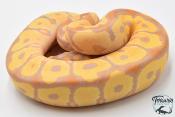 Python royal - Python regius Banana Clown