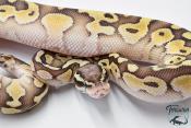 Python royal - Python regius Butter Pastel