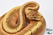 Python Royal - Python regius Spinner