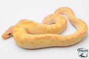 Python royal - Python regius Banana Clown Pinstripe Yellow Belly