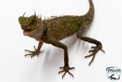 Acanthosaura armata - Dragon cornu des montagnes