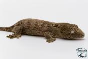 Rhacodactylus leachianus - Gecko géant de Nouvelle-Calédonie "Bayonaise"