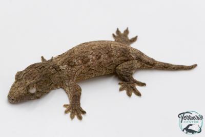 Rhacodactylus leachianus - Gecko géant de Nouvelle-Calédonie "Bayonaise"