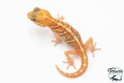 Paroedura picta - Gecko panthère Amelanistic