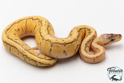 Python royal - Python regius Dragonfly