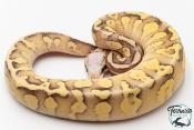 Python royal - Python regius Super Vanilla Butter Pastel