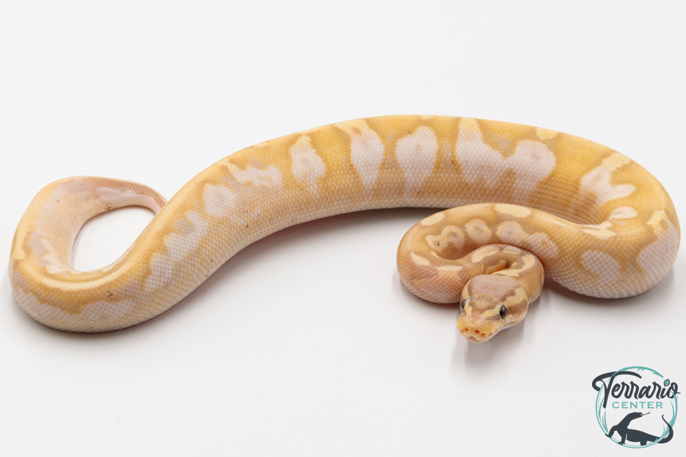 Python royal - Python regius Banana Sugar Pastel
