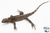 Ctenosaura pectinata -  Cténosaure du Guerrero - Blue