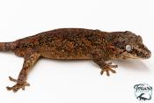 Rhacodactylus auriculatus - Gecko gargouille - NCUE 2025 - Mâle 02