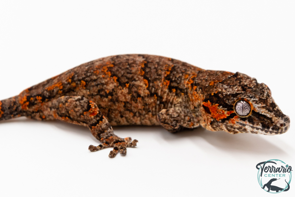 Rhacodactylus auriculatus - Gecko gargouille - NCUE 2025 - Femelle 05
